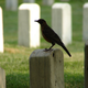 Image for article titled io9 Newsstand: What would you say if you could speak to the Dead?